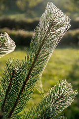 Image showing Spider web on the pine tree branch. 