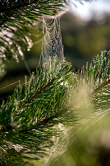 Image showing Spider web on the pine tree branch. 