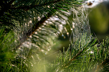 Image showing Spider web on the pine tree branch. 