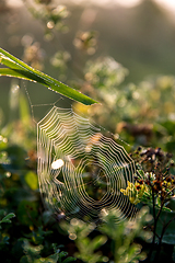 Image showing Dew drops on spider web in forest.