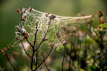 Image showing Dew drops on spider web in forest.