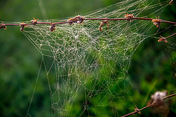 Image showing Dew drops on spider web in forest.