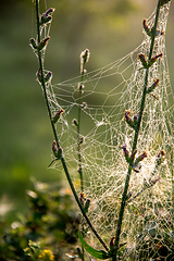 Image showing Dew drops on spider web in forest.