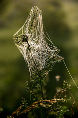 Image showing Dew drops on spider web in forest.