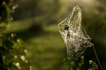 Image showing Dew drops on spider web in forest.