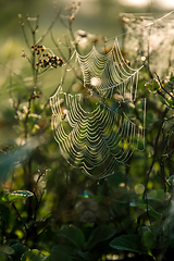 Image showing Dew drops on spider web in forest.