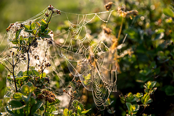 Image showing Dew drops on spider web in forest.