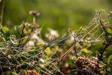 Image showing Dew drops on spider web in forest.