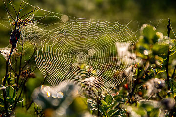 Image showing Dew drops on spider web in forest.