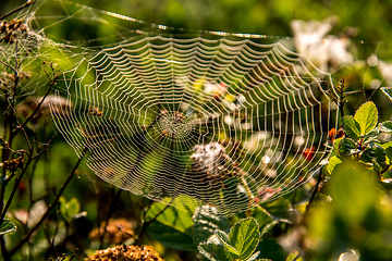 Image showing Dew drops on spider web in forest.