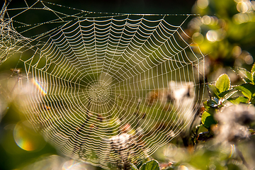 Image showing Dew drops on spider web in forest.