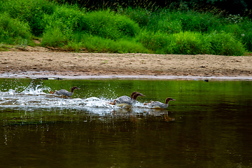 Image showing Ducks swimming in the river in Latvia