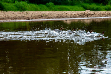 Image showing Ducks swimming in the river in Latvia.