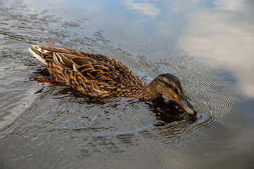 Image showing Duck swimming in the river in Latvia