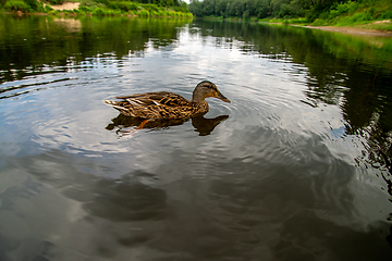 Image showing Duck swimming in the river in Latvia