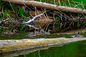 Image showing Ducks swimming in the river in Latvia