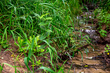 Image showing Green grass and water plants on river coast.