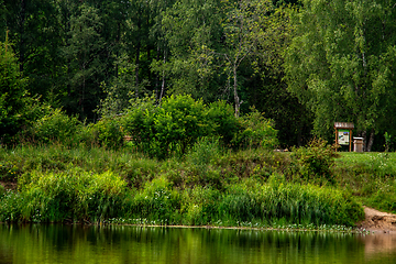 Image showing Green grass and forest on the river bank.