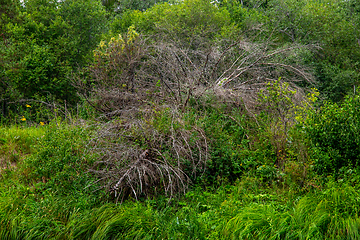 Image showing Green grass and shrubs on the river bank.