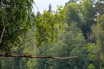 Image showing Landscape with forest on the river bank.