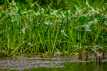 Image showing Green grass and water plants on river coast.