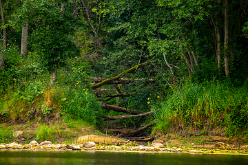 Image showing Landscape with forest on the river bank.