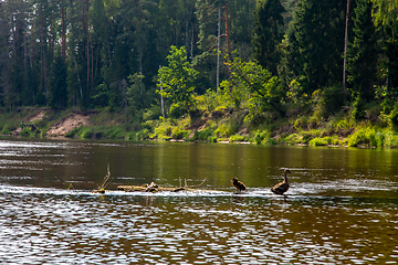 Image showing Ducks swimming on log in the river in Latvia.