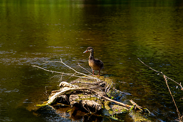 Image showing Duck swimming on log in the river in Latvia.