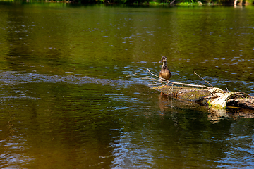 Image showing Duck swimming on log in the river in Latvia.