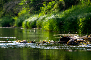 Image showing Landscape of river and green forest.