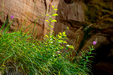 Image showing Red sandstone cliff near the river.