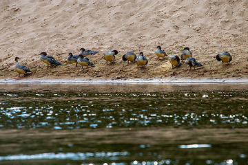 Image showing Ducks on bank of the river in Latvia