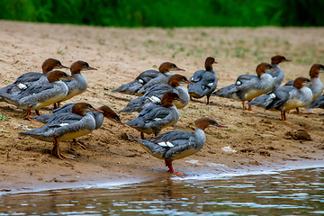 Image showing Ducks on bank of the river in Latvia