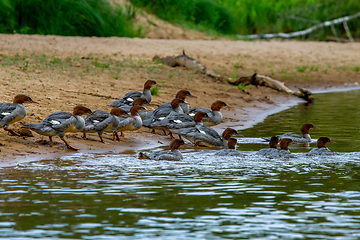 Image showing Ducks on bank of the river in Latvia