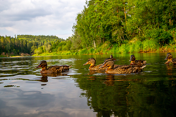 Image showing Ducks swimming in the river