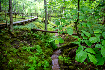 Image showing Forest with green leaves and bridge.