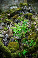 Image showing Plants in the forest between the stones.