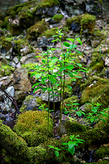 Image showing Plants in the forest between the stones.