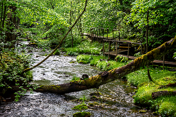 Image showing Forest with river, fallen tree and bridge.