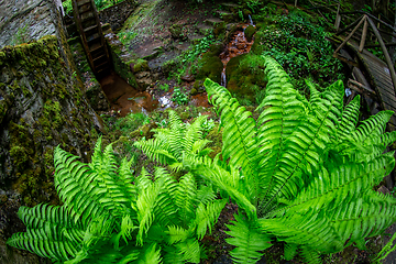 Image showing Ferns, bridge and mill in the old park