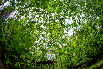 Image showing Green leaves in forest park, Latvia