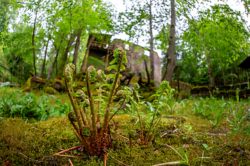 Image showing Ferns and ruins of old mill