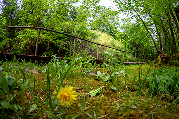 Image showing Forest with wooden bridge in Latvia. 