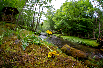 Image showing Dandelions on coast of forest river