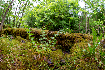 Image showing Green forest with ferns in Latvia