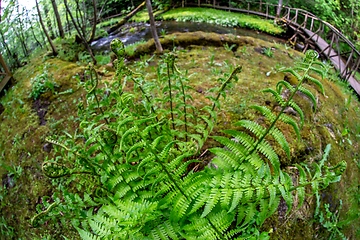 Image showing Closeup of ferns in the moss covered forest