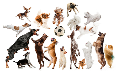 Image showing Creative collage of different breeds of dogs on white background