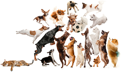 Image showing Creative collage of different breeds of dogs on white background