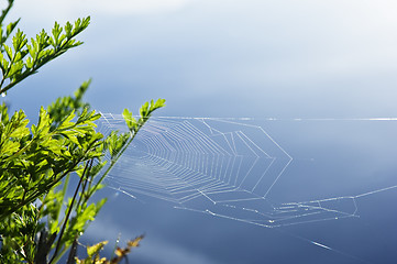 Image showing Spider´s web