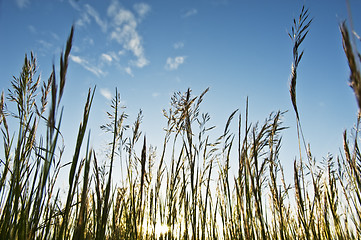 Image showing Weeds against the sky